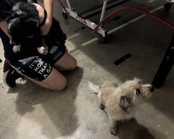 Found/Stray Unknown Dog last seen Manvel Rd , Pearland, TX 77584