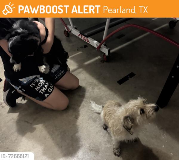 Found/Stray Unknown Dog last seen Manvel Rd , Pearland, TX 77584