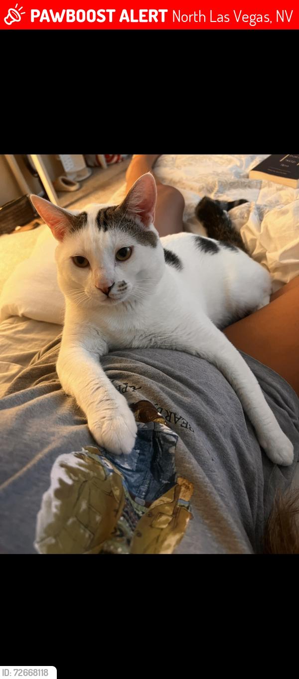 Lost Male Cat last seen revere &’ vegas palm ave, North Las Vegas, NV 89032