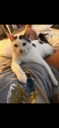 Lost Male Cat last seen revere &’ vegas palm ave, North Las Vegas, NV 89032