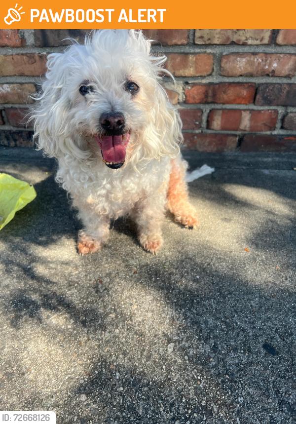Found/Stray Male Dog last seen Atlantic/ 4th st, East Los Angeles, CA 90022