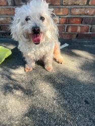 Found/Stray Male Dog last seen Atlantic/ 4th st, East Los Angeles, CA 90022