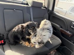 Lost Male Dog last seen Old Sherman road, Whitesboro, TX 76273