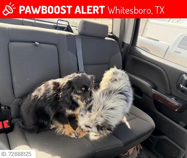 Lost Male Dog last seen Old Sherman road, Whitesboro, TX 76273