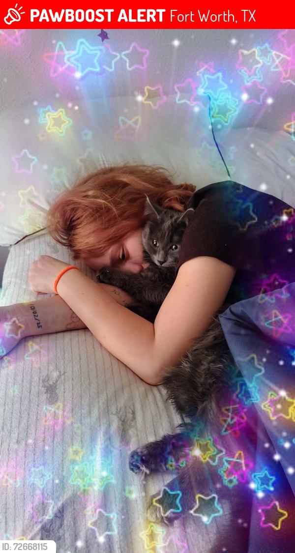 Lost Male Cat last seen By our apmt number 63 at el jarden apmts, Fort Worth, TX 76116