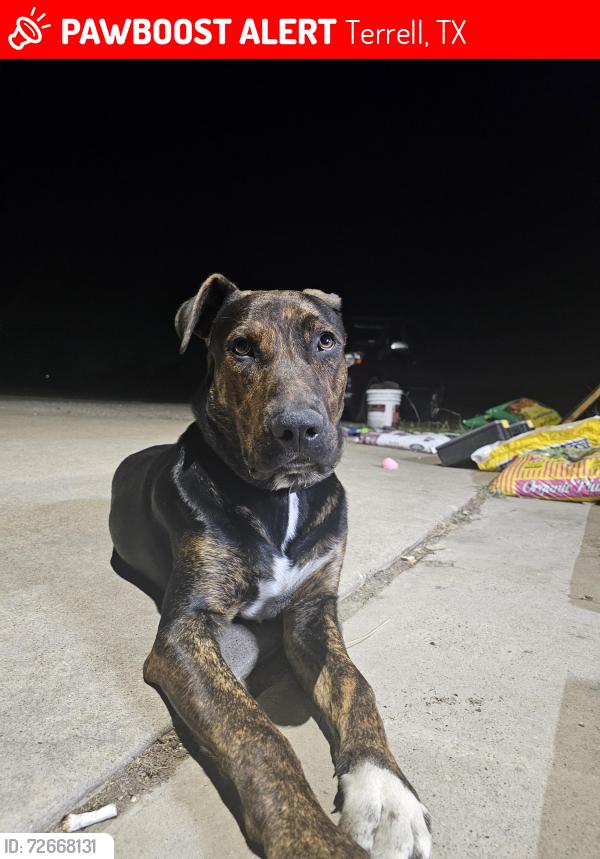 Lost Male Dog last seen Sage hill pkwy, terrell, tx, Terrell, TX 75160