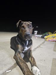 Lost Male Dog last seen Sage hill pkwy, terrell, tx, Terrell, TX 75160
