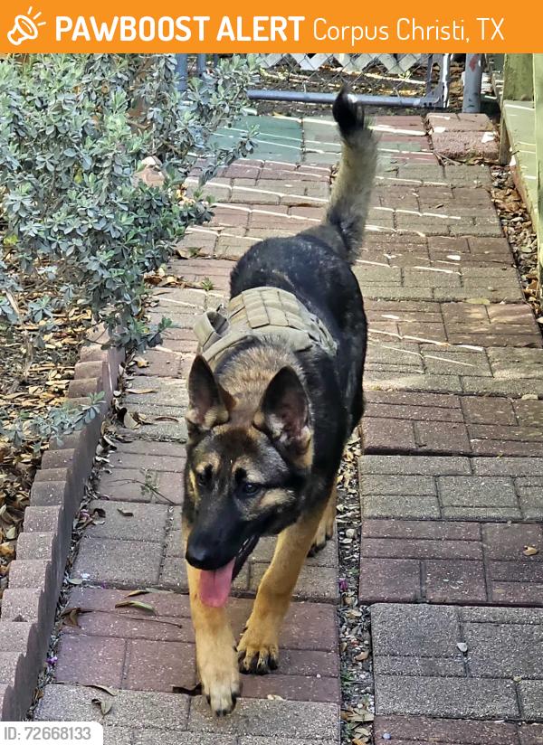 Found/Stray Male Dog last seen Pinewood Dr. And Hanley, Corpus Christi, TX 78412