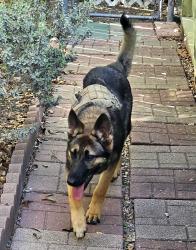 Found/Stray Male Dog last seen Pinewood Dr. And Hanley, Corpus Christi, TX 78412