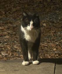 Found/Stray Unknown Cat last seen Hopkins Rd, Plumsted, NJ 08533