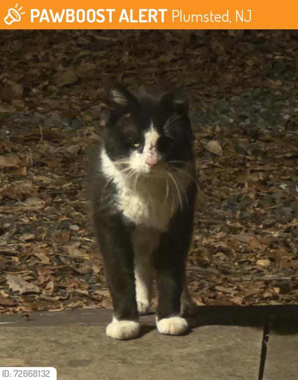 Found/Stray Unknown Cat last seen Hopkins Rd, Plumsted, NJ 08533