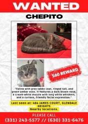 Lost Male Cat last seen Near James ct Glendale Heights , Holland, MI 49424