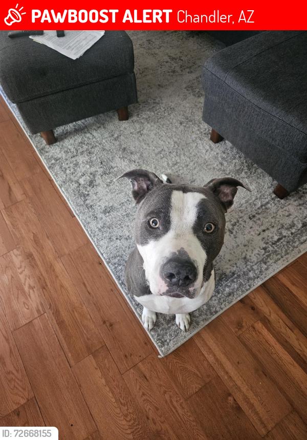 Lost Male Dog last seen Alma School and Elliot, Chandler, AZ 85224