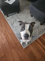 Lost Male Dog last seen Alma School and Elliot, Chandler, AZ 85224
