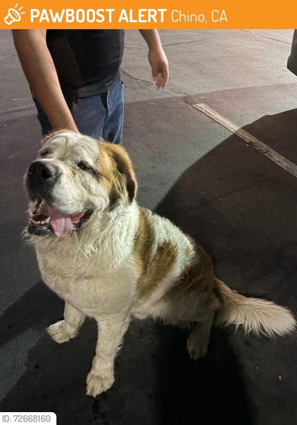 Found/Stray Male Dog last seen McDonald’s Central & Walnut CHINO CA, Chino, CA 91710