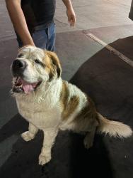 Found/Stray Male Dog last seen McDonald’s Central & Walnut CHINO CA, Chino, CA 91710