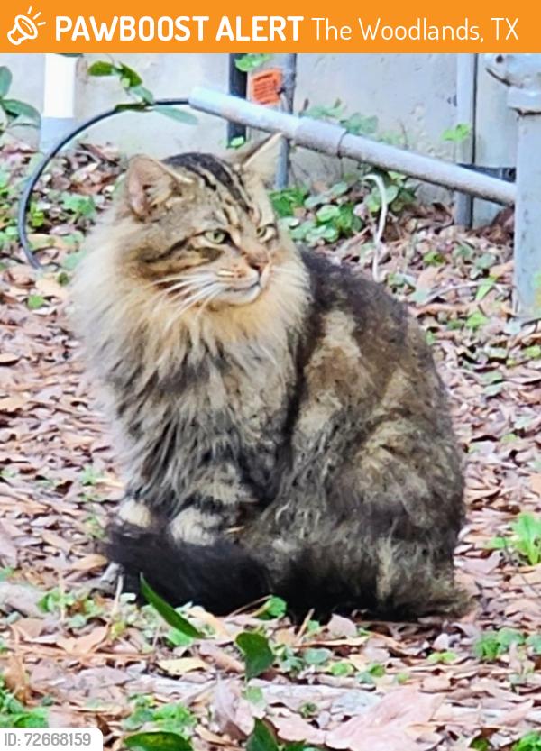 Found/Stray Male Cat last seen Sawmill and Sawdust. The Woodlands, TX. 77380, The Woodlands, TX 77380