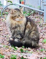 Found/Stray Male Cat last seen Sawmill and Sawdust. The Woodlands, TX. 77380, The Woodlands, TX 77380