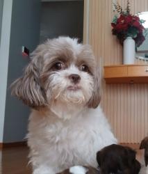 Lost Female Dog last seen Andover Court Inver Grove Heights , Inver Grove Heights, MN 55076