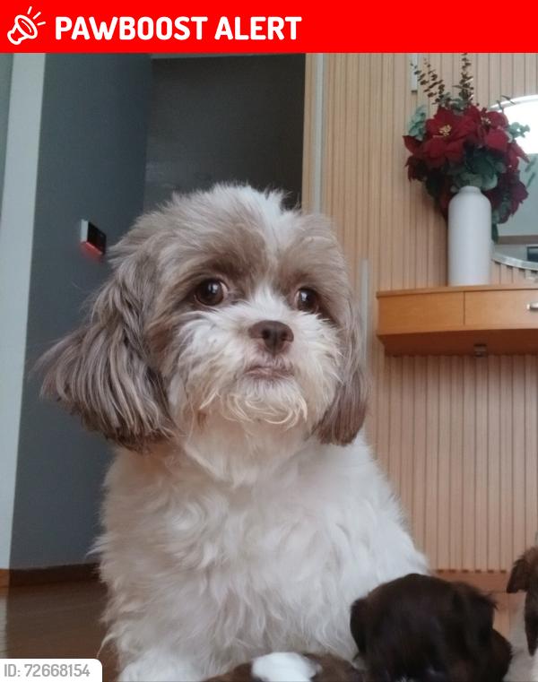 Lost Female Dog last seen Andover Court Inver Grove Heights , Inver Grove Heights, MN 55076