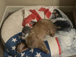 Lost Male Cat last seen Green hills road and nw old stagecoach RD , Kansas City, MO 64154