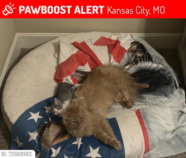 Lost Male Cat last seen Green hills road and nw old stagecoach RD , Kansas City, MO 64154