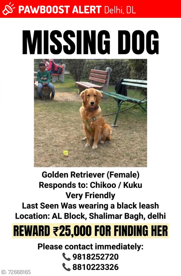 Lost Female Dog last seen Blood bank AL block shalimar bagh, Delhi, DL 110088