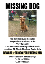 Lost Female Dog last seen Blood bank AL block shalimar bagh, Delhi, DL 110088
