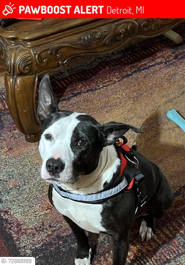 Lost Female Dog last seen Wade outer drive, Detroit, MI 48224