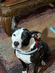 Lost Female Dog last seen Wade outer drive, Detroit, MI 48224