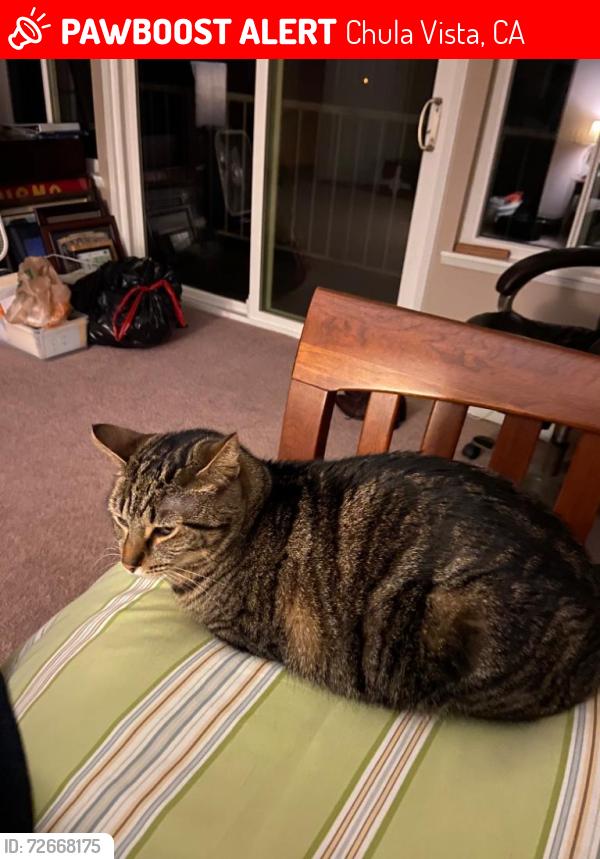 Lost Female Cat last seen East palomar , Chula Vista, CA 91913