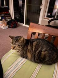 Lost Female Cat last seen East palomar , Chula Vista, CA 91913