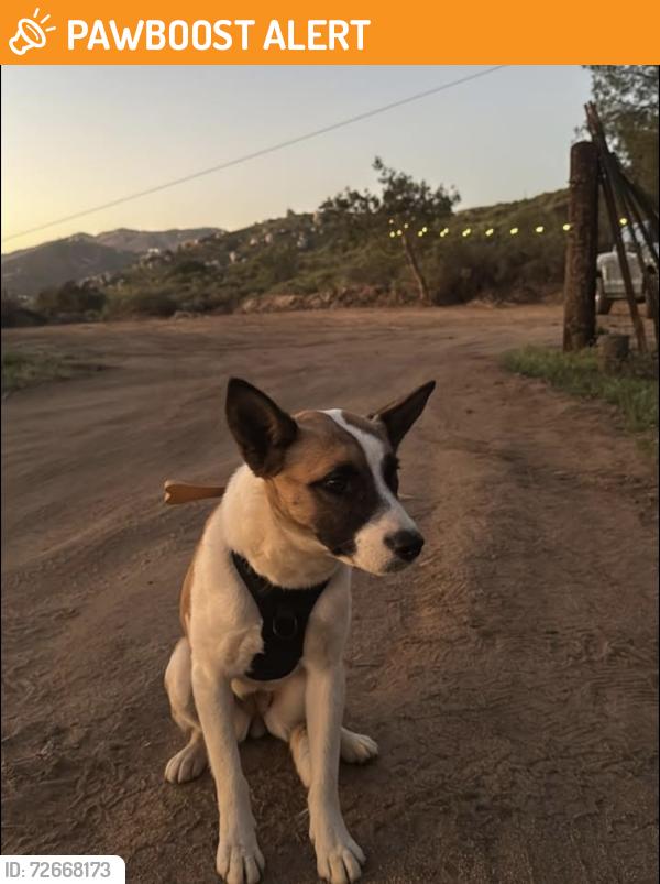 Found/Stray Female Dog last seen Harbinson canyon , Harbison Canyon, CA 92021