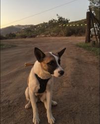 Found/Stray Female Dog last seen Harbinson canyon , Harbison Canyon, CA 92021