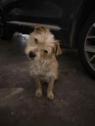 Found/Stray Female Dog last seen Just before Intersection of Lower Thomaston & Saxon Drive, Lower Thomaston Rd, GA 31220