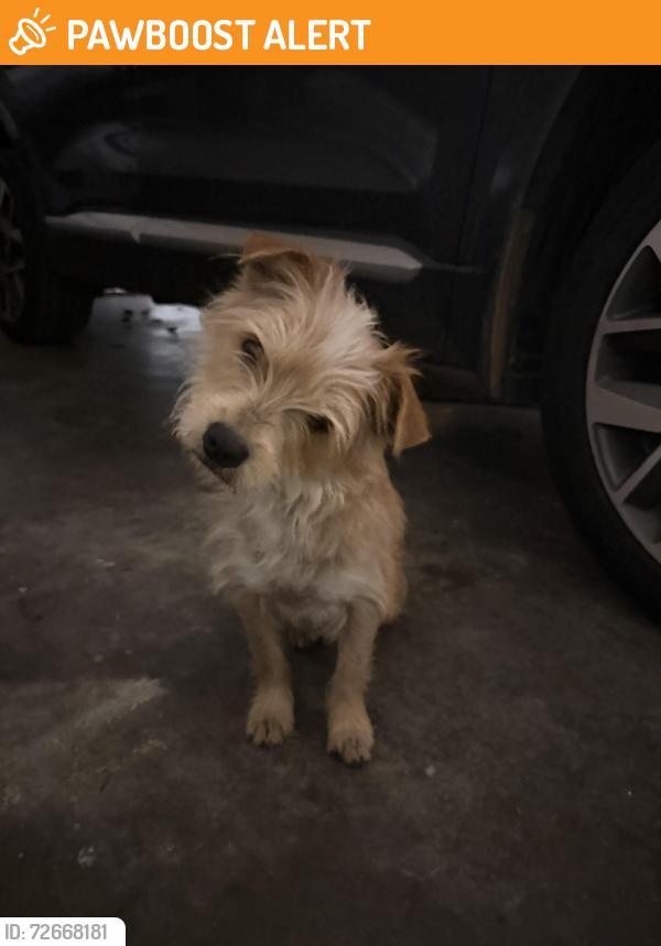 Found/Stray Female Dog last seen Just before Intersection of Lower Thomaston & Saxon Drive, Lower Thomaston Rd, GA 31220