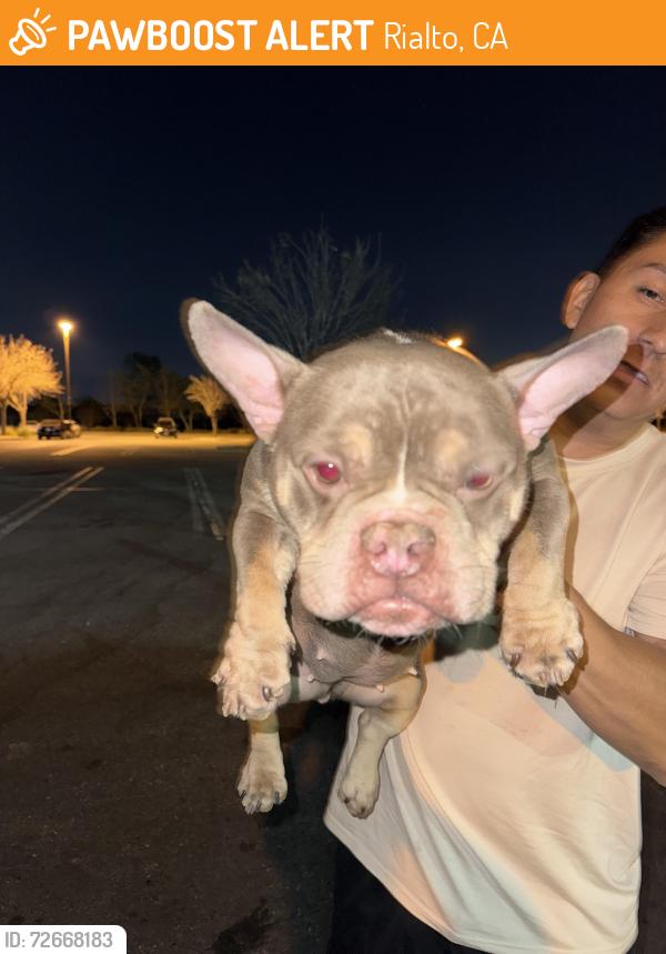 Found/Stray Female Dog last seen Alec Ferguson Park Rialto Ca , Rialto, CA 92377