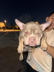 Found/Stray Female Dog last seen Alec Ferguson Park Rialto Ca , Rialto, CA 92377