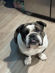 Lost Male Dog last seen Near Oakland view st, Baytown, TX 77521