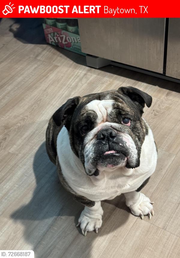 Lost Male Dog last seen Near Oakland view st, Baytown, TX 77521