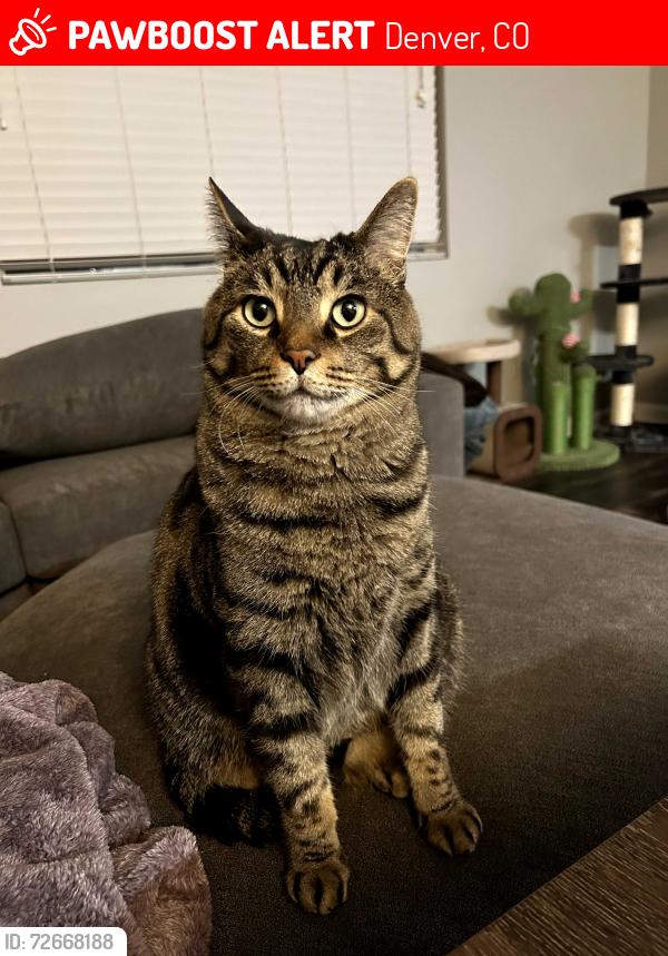 Lost Male Cat last seen Mississippi ave and S Willow St, Denver, CO 80247