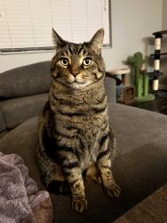 Lost Male Cat last seen Mississippi ave and S Willow St, Denver, CO 80247