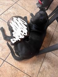 Lost Female Dog last seen Higgins, Nacogdoches, Uhr, Stahl, San Antonio, TX 78217