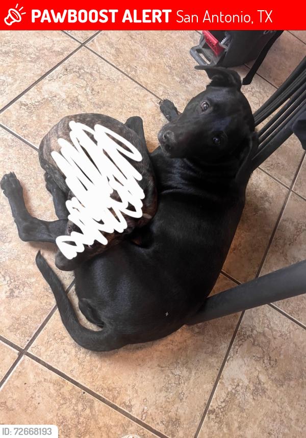 Lost Female Dog last seen Higgins, Nacogdoches, Uhr, Stahl, San Antonio, TX 78217