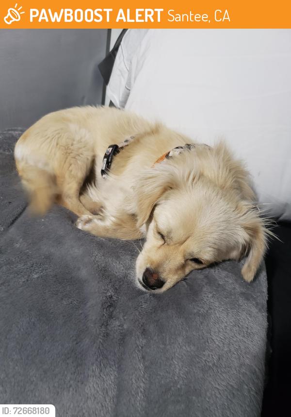 Found/Stray Male Dog last seen Woodglen Vista Park , Santee, CA 92071