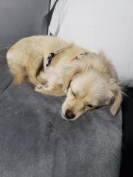 Found/Stray Male Dog last seen Woodglen Vista Park , Santee, CA 92071