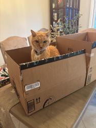 Lost Male Cat last seen Frazier & Saddleback Way, Camarillo, CA 93012