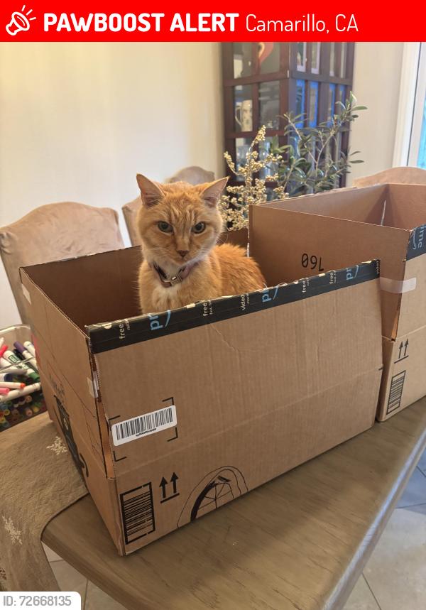 Lost Male Cat last seen Frazier & Saddleback Way, Camarillo, CA 93012