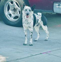 Found/Stray Male Dog last seen Sirroco & Larrea, Indio, CA 92201