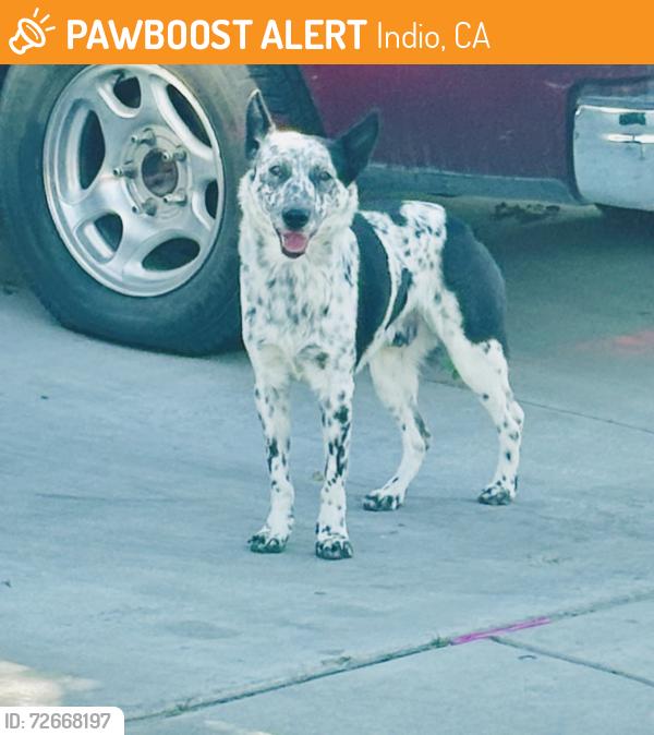 Found/Stray Male Dog last seen Sirroco & Larrea, Indio, CA 92201